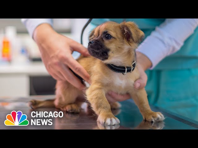 New treatment for Parvovirus offered in Chicago