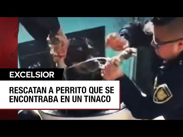 Salvan perrito de morir ahogado en un tinaco