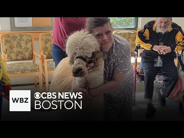 ⁣Therapy llamas offer comfort in Cambridge