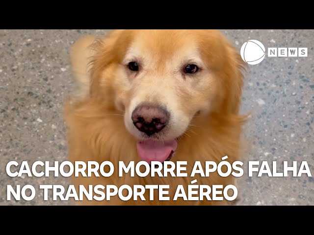 Cachorro morre após falha no transporte aéreo