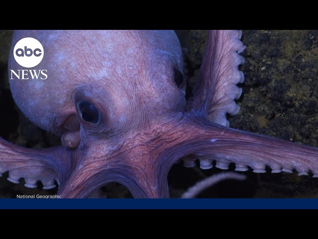 ⁣Secrets of the Octopus