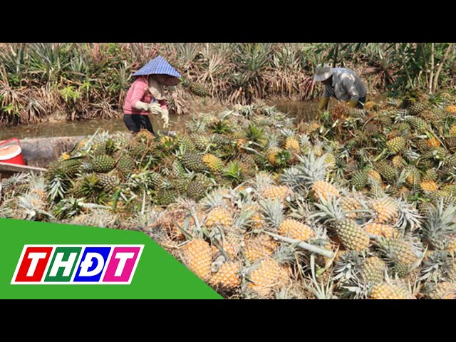Tiền Giang: Khóm Tân Phước được giá, nông dân lãi cao | THDT