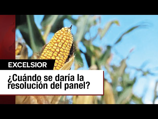 México y EU en disputa por importación de maíz genéticamente modificado