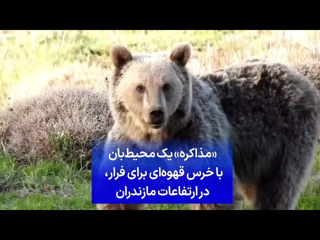 ⁣«مذاکره» یک محیط‌بان با خرس قهوه‌ای برای فرار، در ارتفاعات مازندران