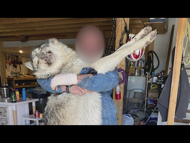 2 wolf deaths under investigation in Colorado