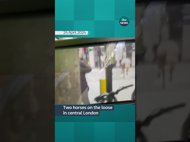 Two horses seen galloping on the loose through central London