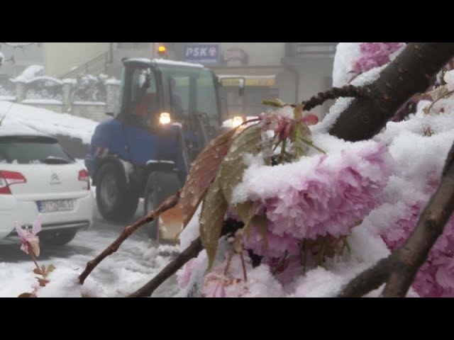 ⁣Eis gegen Frost: Kälte-Einbruch macht Obstbäumen zu schaffen