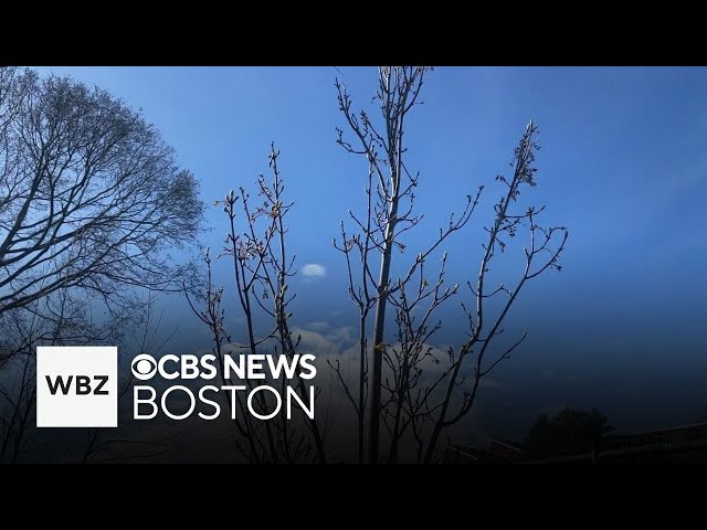 ⁣Free trees making this Massachusetts city greener
