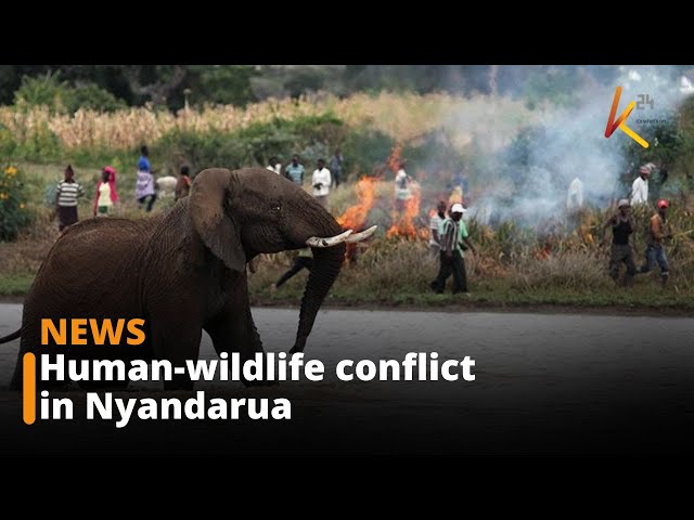 ⁣Nyandarua County: Shamata residents live in fear of wildlife attacks