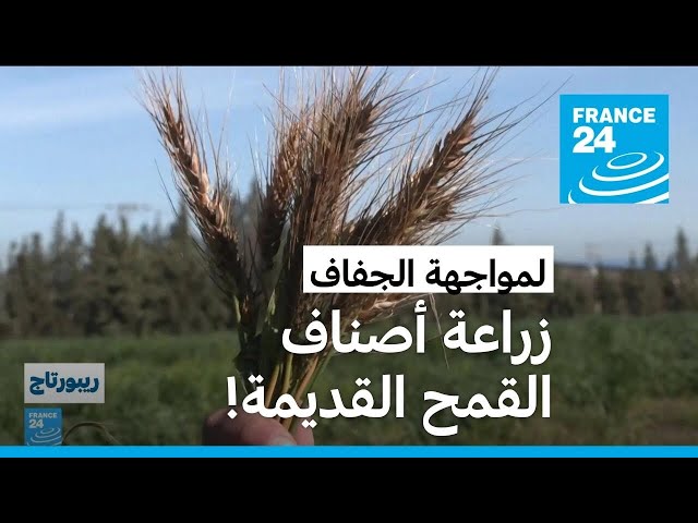 ⁣تونس.. زراعة الحبوب القديمة للتكيف مع الجفاف والتغير المناخي