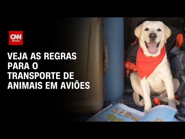 Veja as regras para o transporte de animais em aviões | CNN NOVO DIA