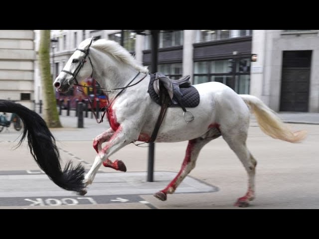 ⁣Wild West à Londres: chevaux militaires se déchaînent, blessant quatre personnes
