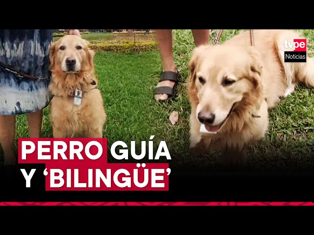 ⁣Surco: conoce al único perro guía registrado en Conadis y que entiende inglés