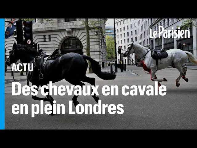 ⁣Londres : des chevaux s’échappent et sèment la pagaille en plein centre-ville