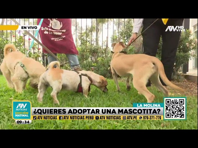 ⁣Veterinaria municipal de La Molina ofrece perritos en adopción: ¿Cuáles son los requisitos?