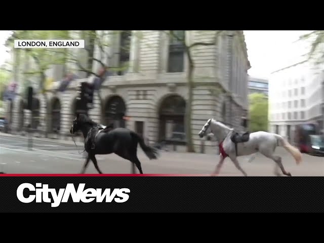 ON CAM: Horses run amok in central London