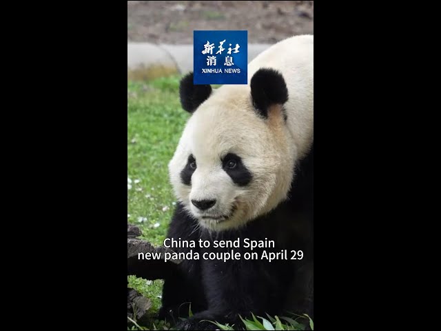 Xinhua News | China to send Spain new panda couple on April 29