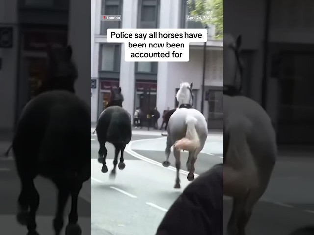 ⁣British military horses seen galloping riderless in London