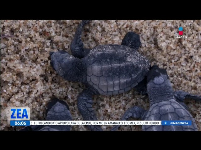 ⁣ONG’s piden al gobierno de México que proteja a la tortuga caguama | Noticias con Francisco Zea