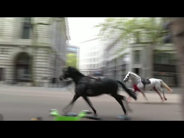 ⁣Four people injured after military horses escape, gallop through streets of London, England
