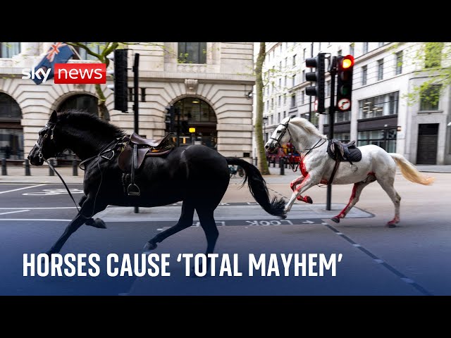 ⁣Household Cavalry horses cause 'total mayhem' after bolting through central London