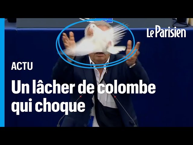 ⁣Parlement européen : un député sort une colombe de sa poche et la lâche dans l'hémicycle
