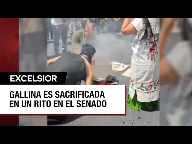 ⁣¿Ritual o crueldad animal? Sacrifican a gallina en el Senado mexicano