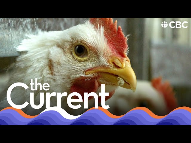 Could H5N1 become the next pandemic? | The Current