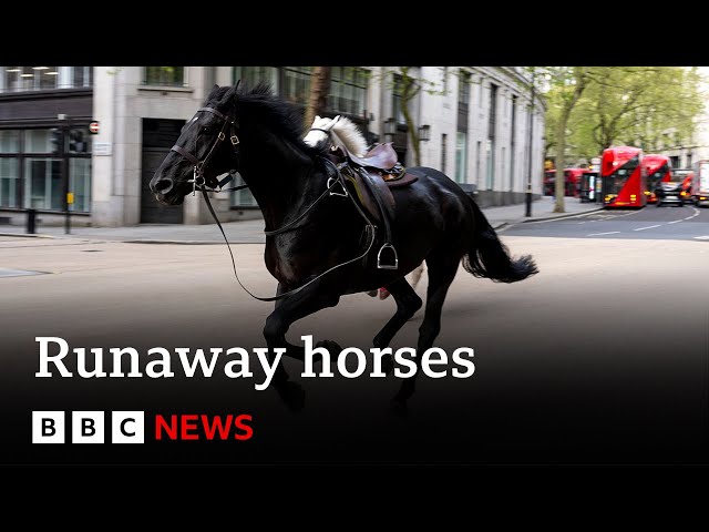 ⁣Runaway horses race through central London | BBC News