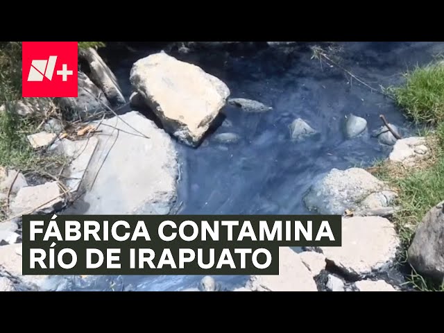 ⁣Fábrica desecha sus residuos y contamina el agua en un río en Irapuato - N+