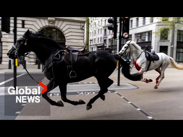 ⁣"Surreal": Panicked UK military horses charge down London streets