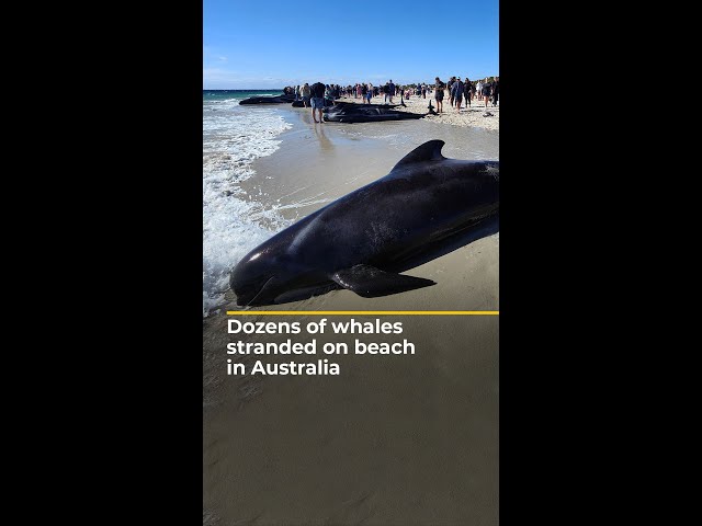 Dozens of whales stranded on beach in Australia | AJ #shorts