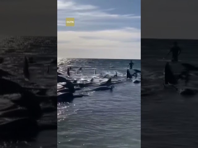 Dozens of whales stranded on beach in Western Australia