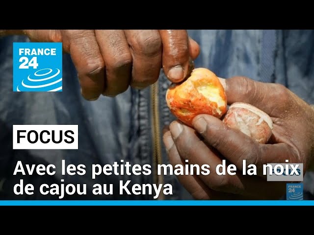 ⁣Production de la noix de cajou au Kenya : plusieurs usines ne protègent pas leurs salariées