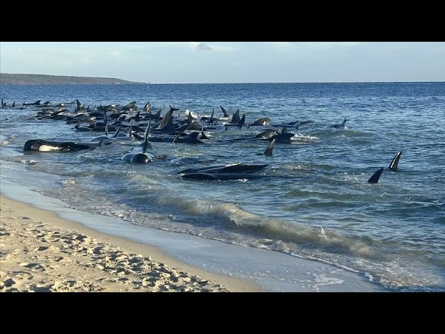 Dramatische Rettung: 160 Grindwale vor Australischer Küste gestrandet
