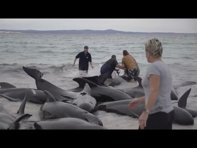 ⁣NO COMMENT: Decenas de ballenas piloto varadas en la costa occidental de Australia