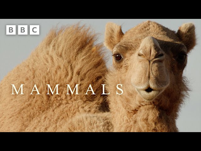 Male camel's WEIRD dating technique is a fail  | Mammals - BBC