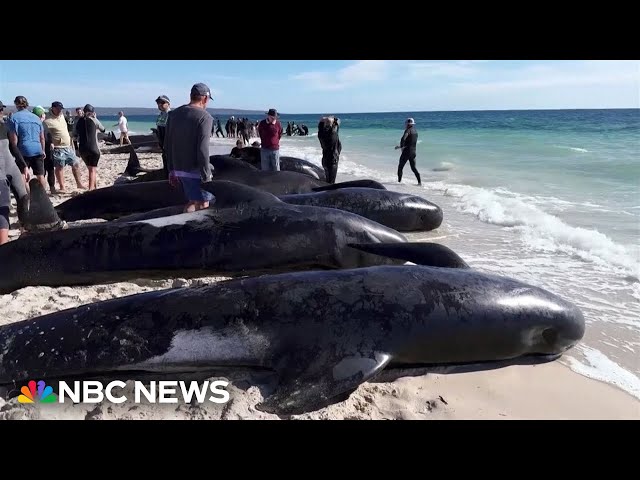 More than 100 pilot whales become stranded off Western Australia