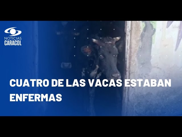 ⁣Insólito hallazgo en Bogotá: familia vive con 29 vacas en su casa