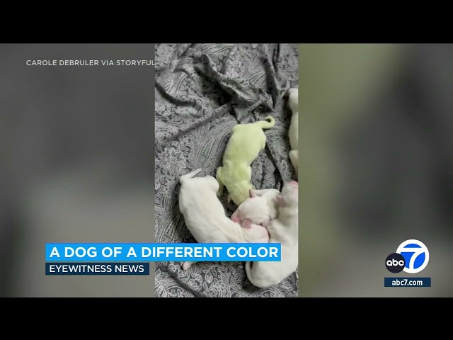 ⁣Golden retriever puppy named Shamrock born with green hue
