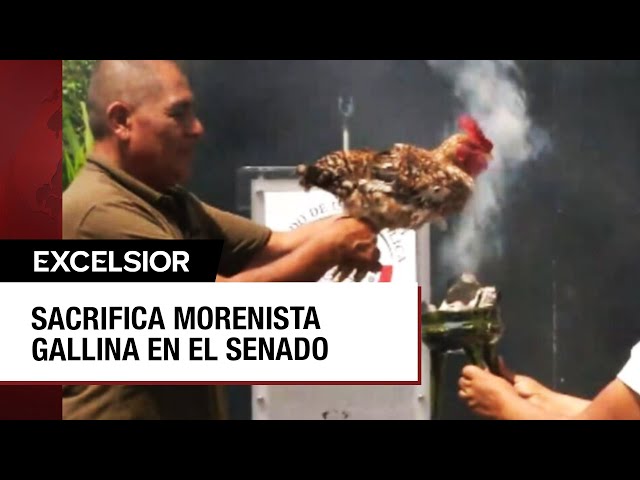 ⁣Senador morenista invoca a Tláloc con sacrificio de gallina