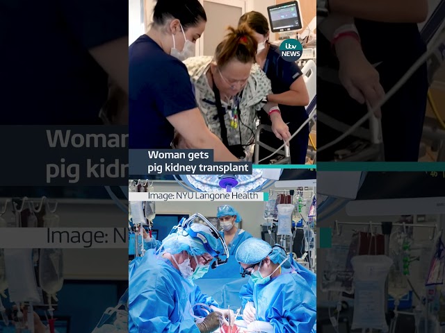 ⁣Doctors have transplanted a pig kidney into a New Jersey woman who was near death #itvnews #health