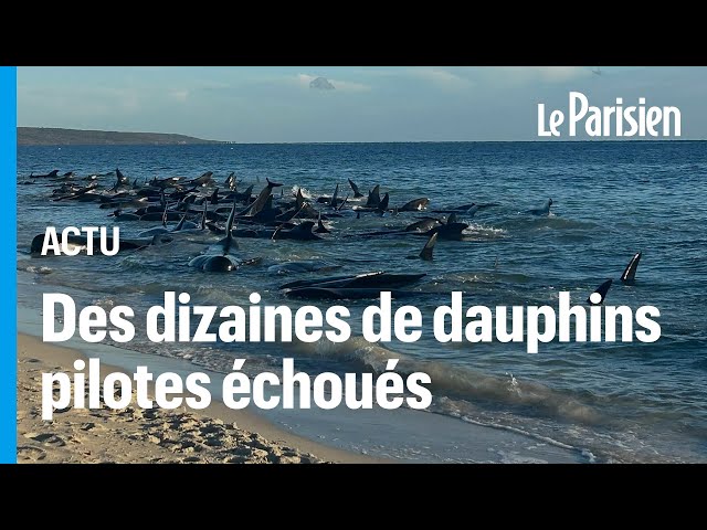 ⁣Australie : des dizaines de dauphins pilotes morts après s’être échoués