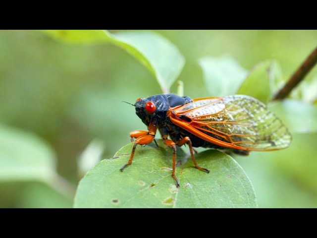 ⁣Cicada invasion: People calling police over 'deafening' buzzing in South Carolina