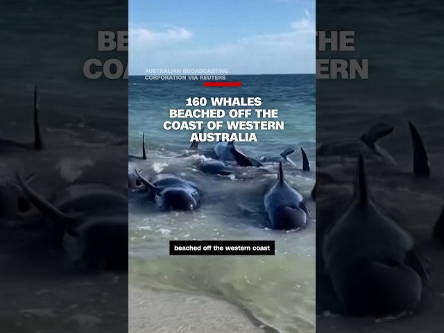 160 whales have beached off the coast of Western Australia
