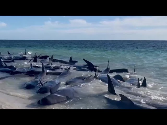 ⁣WATCH | Dozens of whales die after washing ashore on Australia beach, hundreds returned to sea