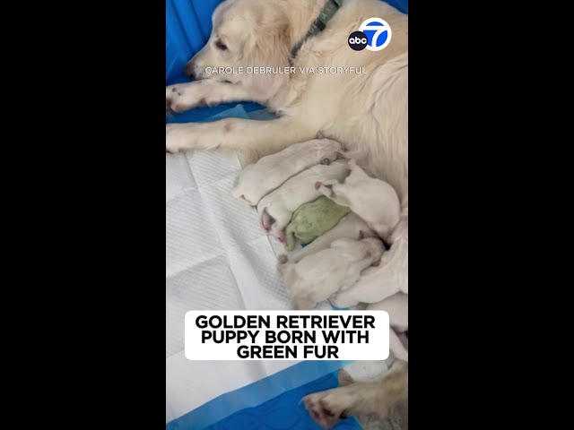 ⁣Golden retriever puppy born green becomes viral sensation