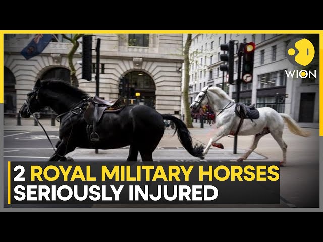 ⁣Military horses that ran loose in London in 'serious condition,' may never serve again: Br