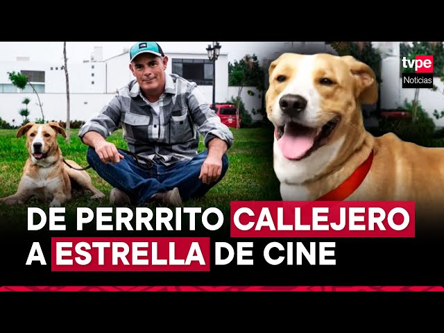⁣Vaguito: conoce al perrito actor que protagoniza la popular película peruana