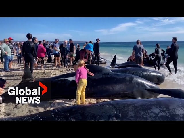 ⁣Over 100 beached whales rescued in western Australia after mass stranding
